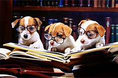 Three puppies reading a book